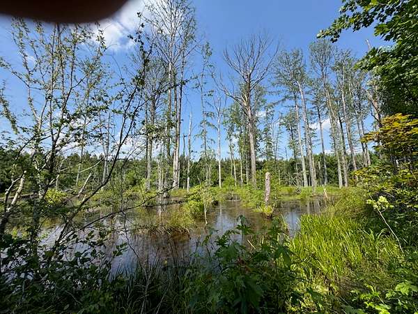 104 Acres of Recreational Land for Sale in Windsor, Virginia