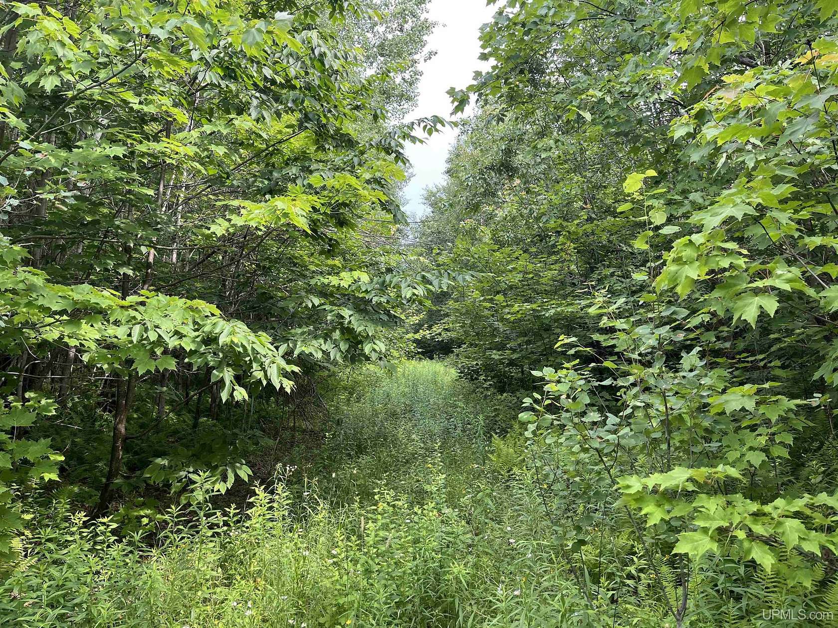 80 Acres of Recreational Land for Sale in Trenary, Michigan
