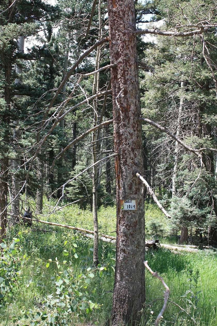 1 Acre of Residential Land for Sale in Angel Fire, New Mexico