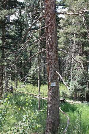 1 Acre of Residential Land for Sale in Angel Fire, New Mexico