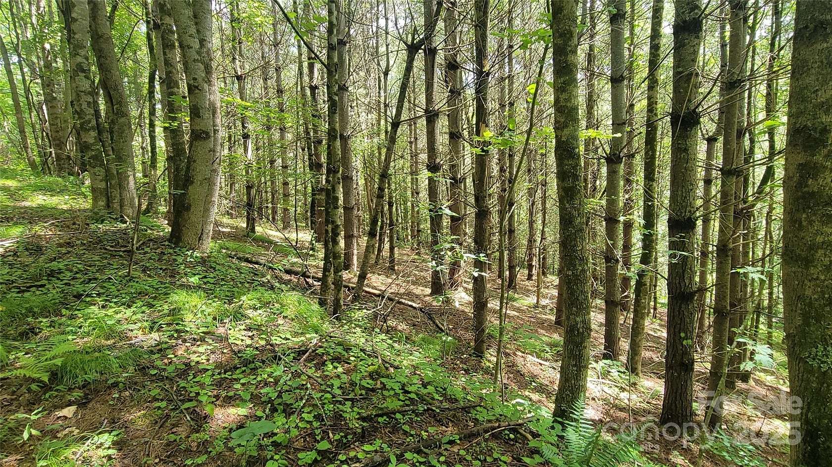 9.9 Acres of Land for Sale in Burnsville, North Carolina