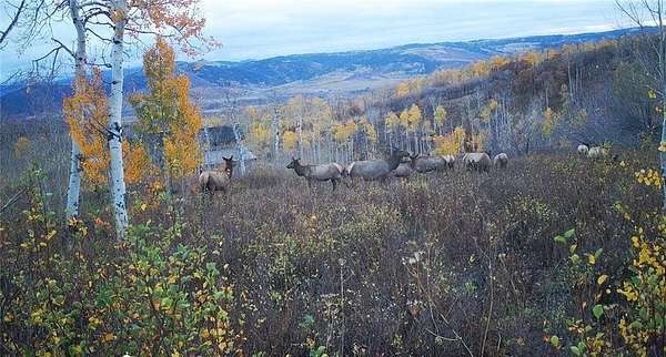 50 Acres of Land for Sale in Clark, Colorado