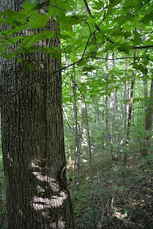 5 Acres of Land for Sale in Crawford, Tennessee