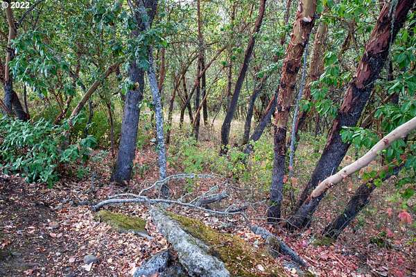 2 Acres of Residential Land for Sale in Riddle, Oregon