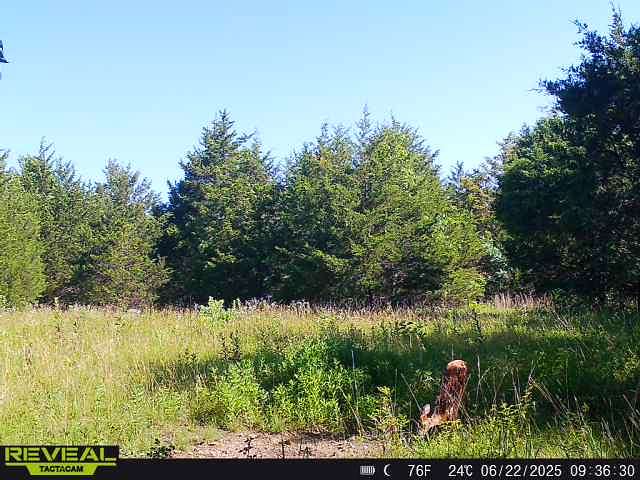 54.7 Acres of Land for Sale in Huggins, Missouri