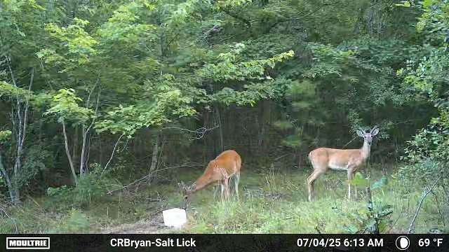 55.5 Acres of Land for Sale in Mountain View, Arkansas