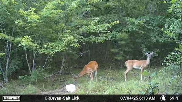 55.5 Acres of Land for Sale in Mountain View, Arkansas