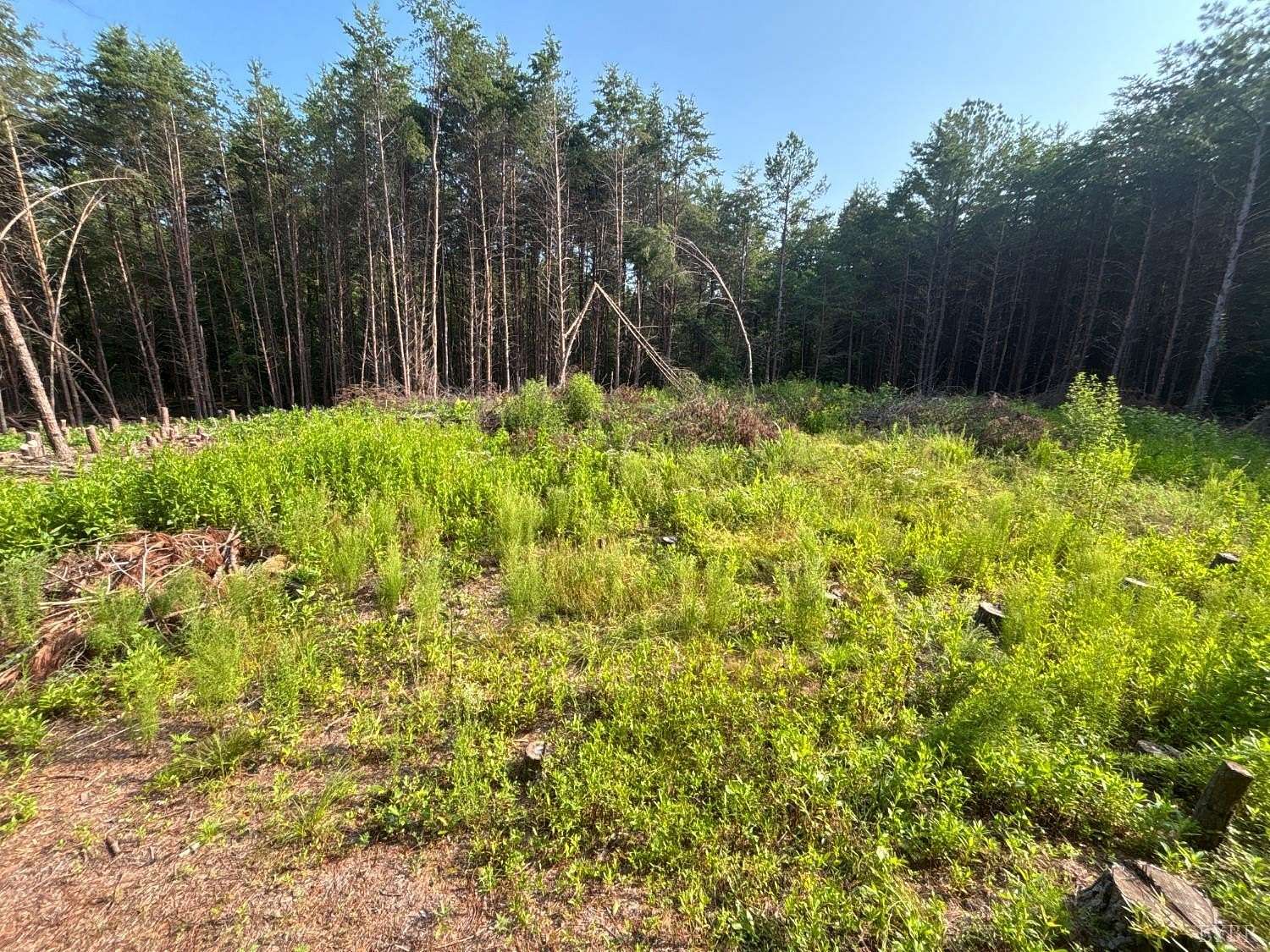 19.8 Acres of Land for Sale in Nathalie, Virginia