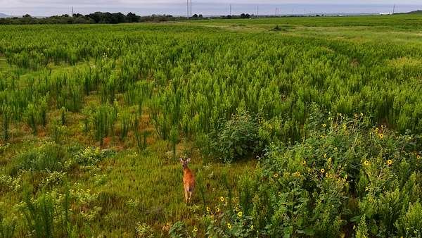 93 Acres of Land for Sale in Quanah, Texas