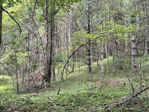 63 Acres of Recreational Land for Sale in Mouth of Wilson, Virginia