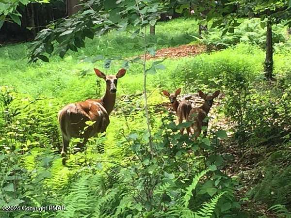 0.28 Acres of Residential Land for Sale in Albrightsville, Pennsylvania