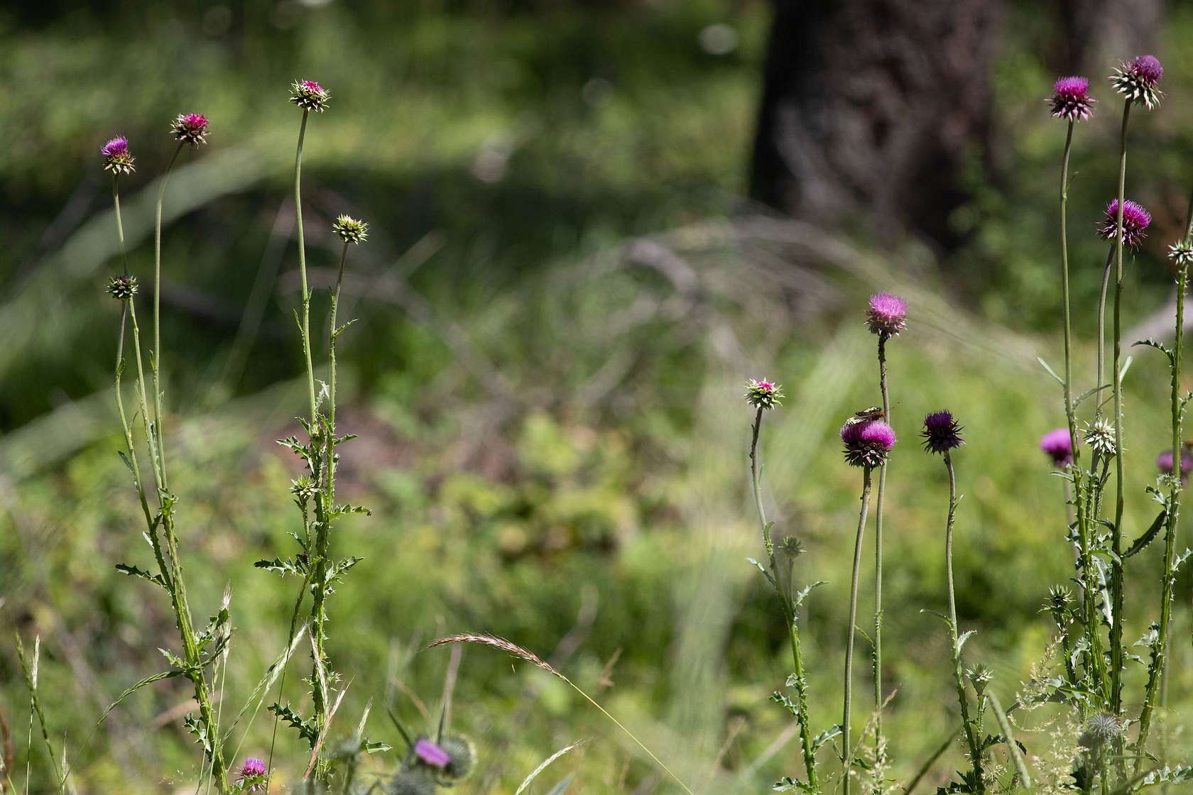 2 Acres of Residential Land for Sale in Whitefish, Montana