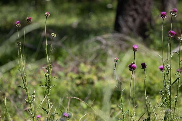 2 Acres of Residential Land for Sale in Whitefish, Montana