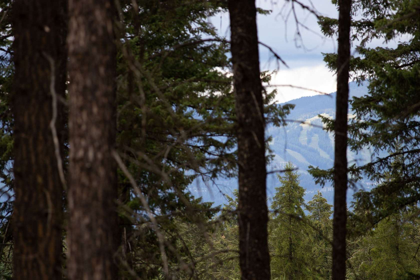 1.59 Acres of Residential Land for Sale in Whitefish, Montana