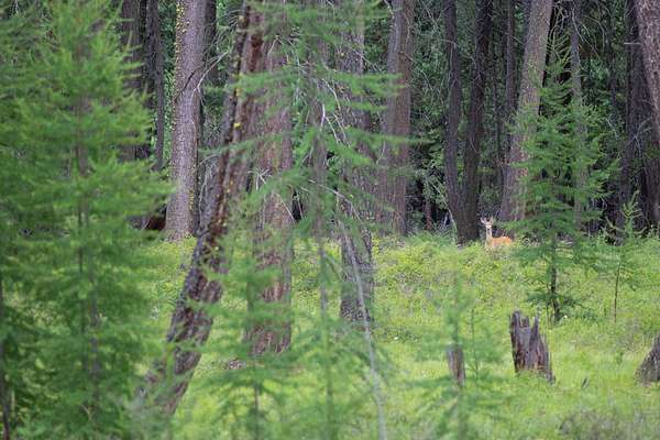 2 Acres of Residential Land with Home for Sale in Whitefish, Montana