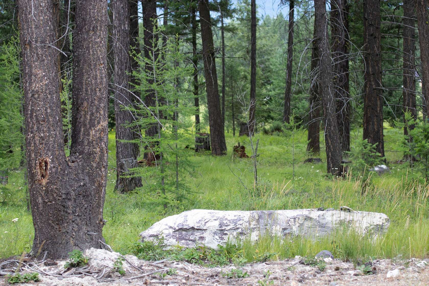 1.59 Acres of Residential Land with Home for Sale in Whitefish, Montana