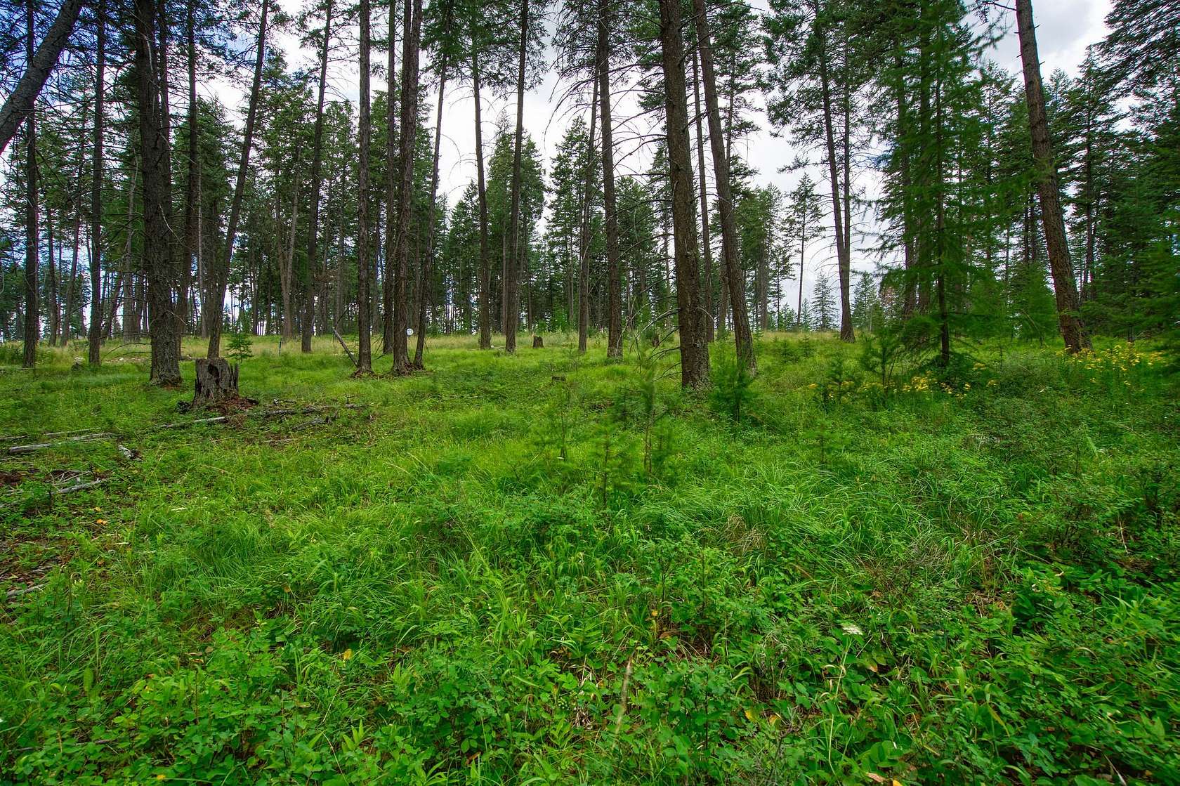 1.59 Acres of Land with Home for Sale in Whitefish, Montana