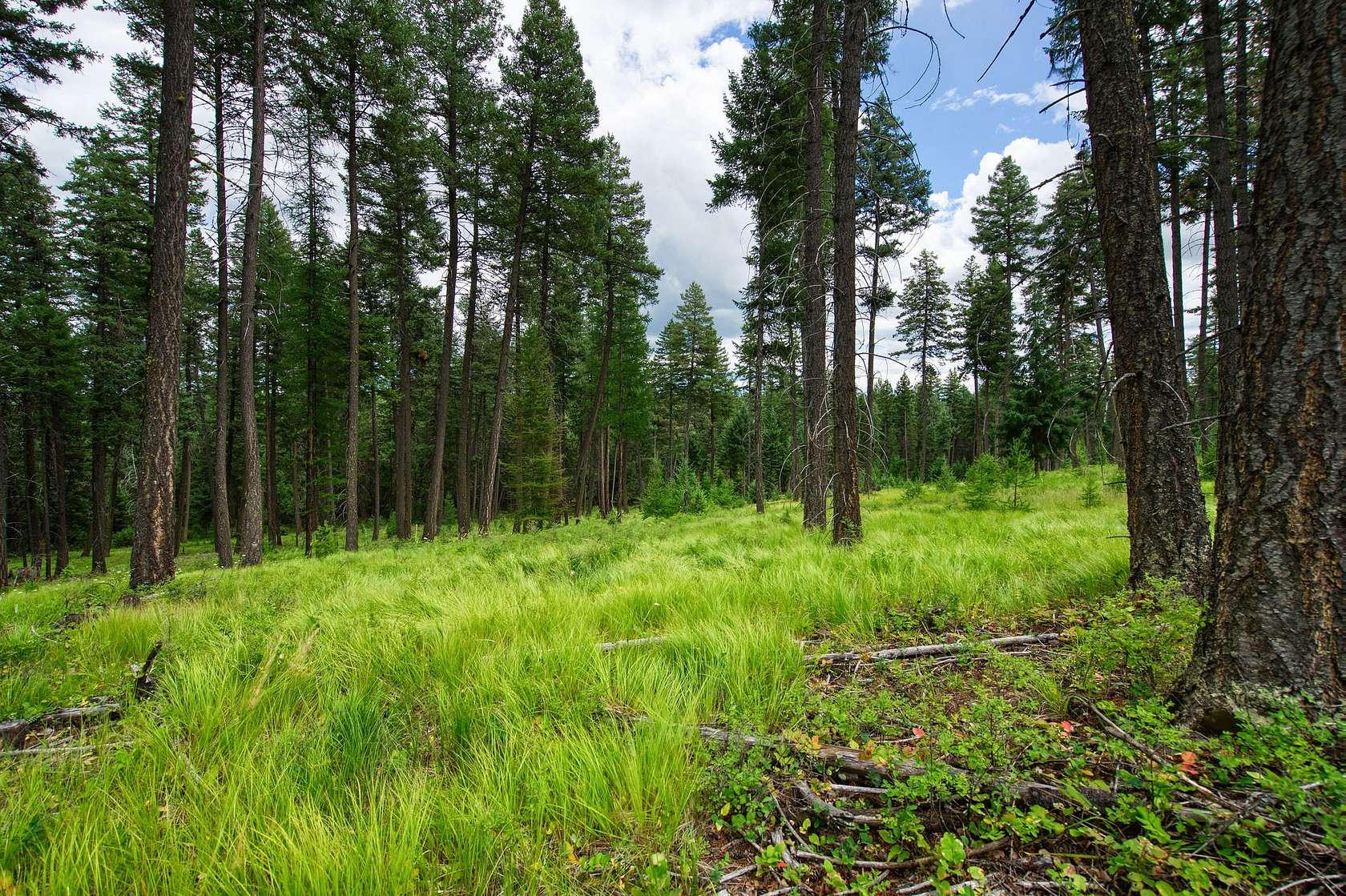 1.22 Acres of Residential Land for Sale in Whitefish, Montana