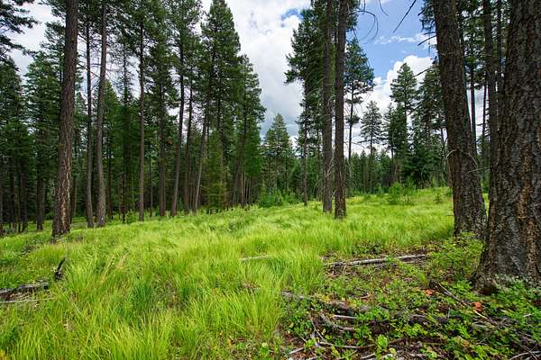1.22 Acres of Residential Land for Sale in Whitefish, Montana