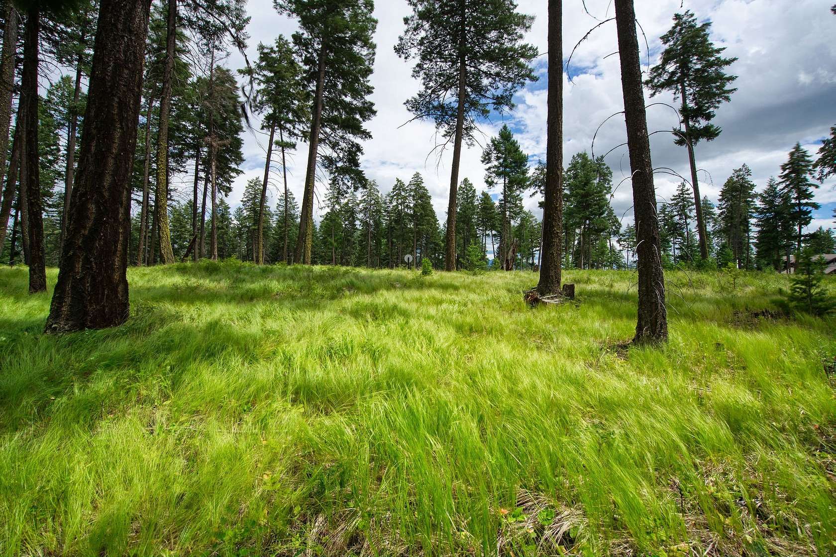 2 Acres of Residential Land for Sale in Whitefish, Montana
