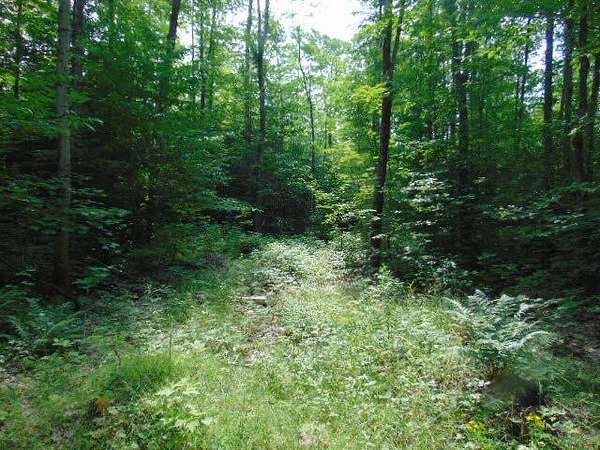120 Acres of Land for Sale in Newberry, Michigan