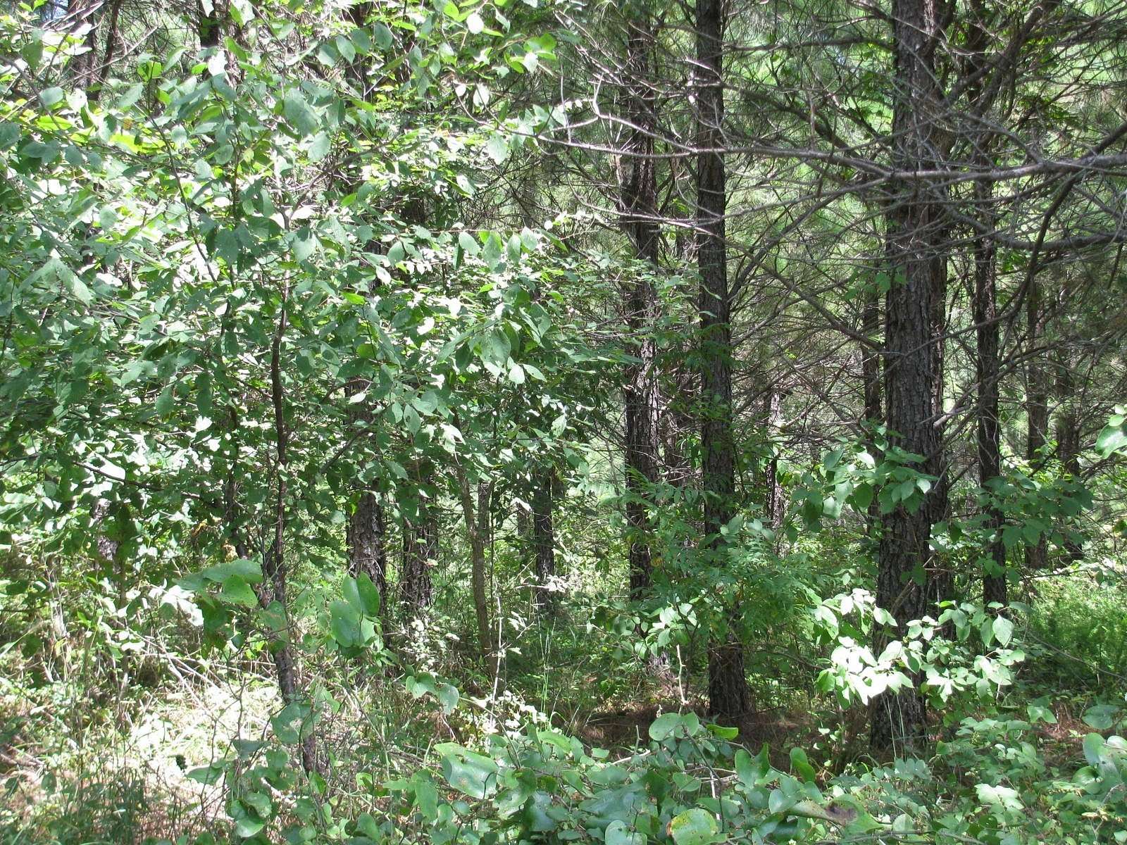 12.4 Acres of Land for Sale in Nashoba, Oklahoma