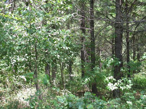 12.4 Acres of Land for Sale in Nashoba, Oklahoma