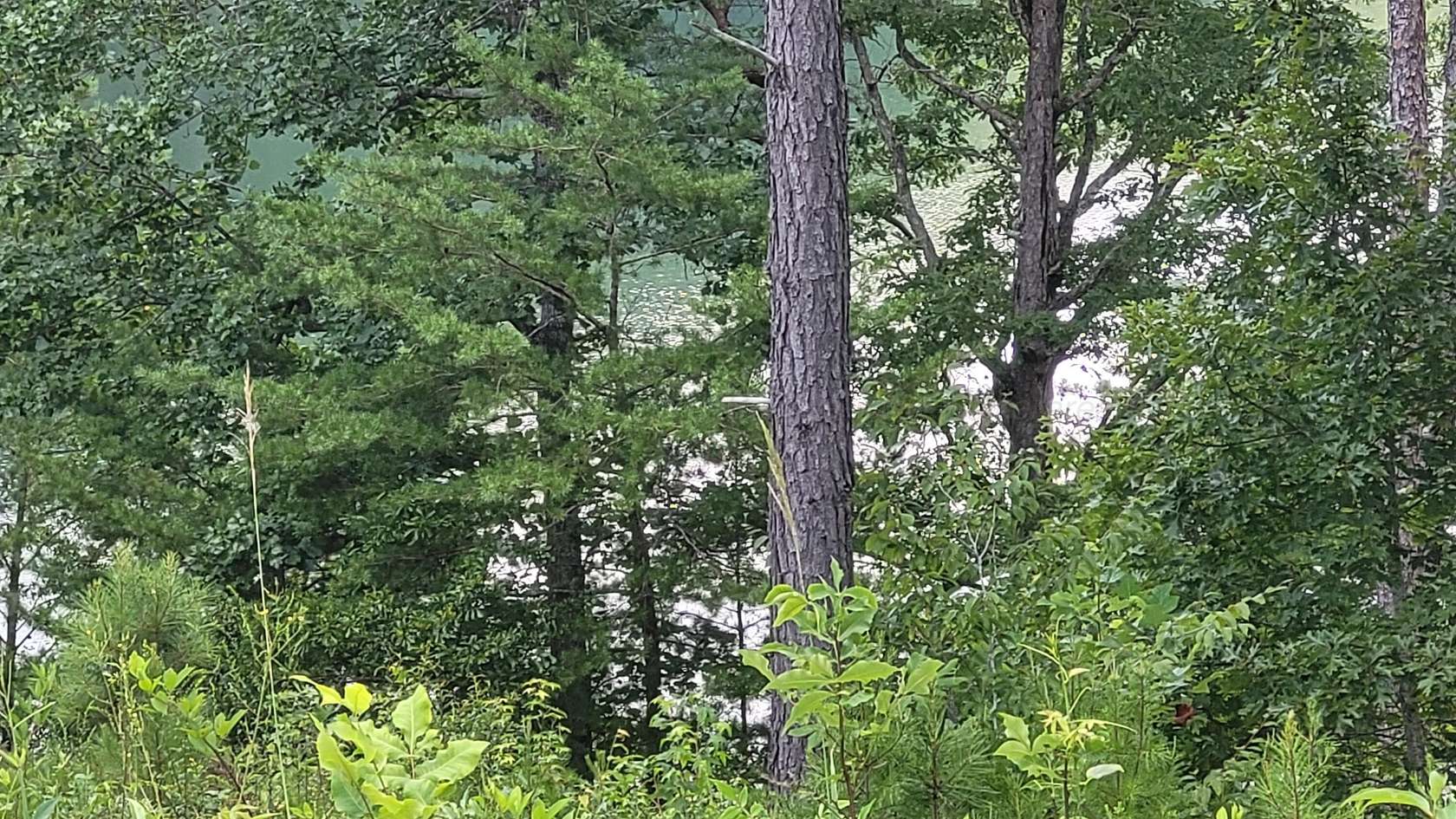 1 Acre of Land for Sale in Jasper, Alabama