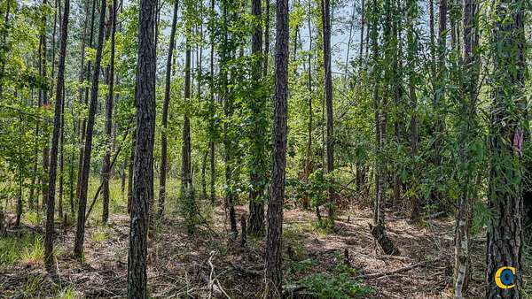 40 Acres of Land for Sale in Hampton, Arkansas