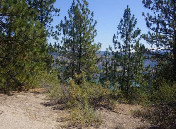 31 Acres of Recreational Land for Sale in Davenport, Washington