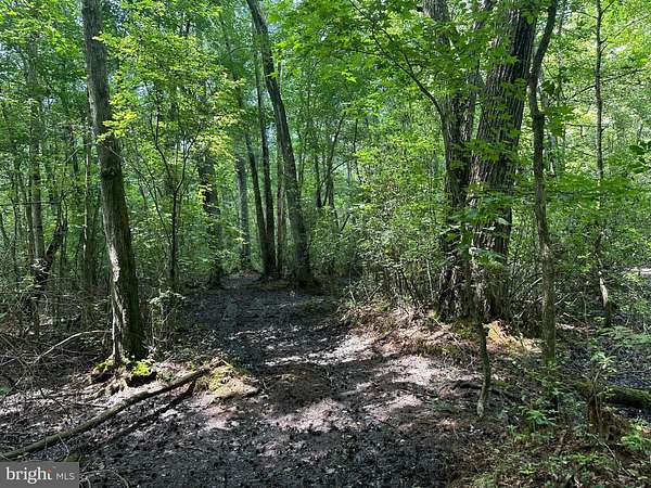 53 Acres of Recreational Land for Sale in Marydel, Maryland