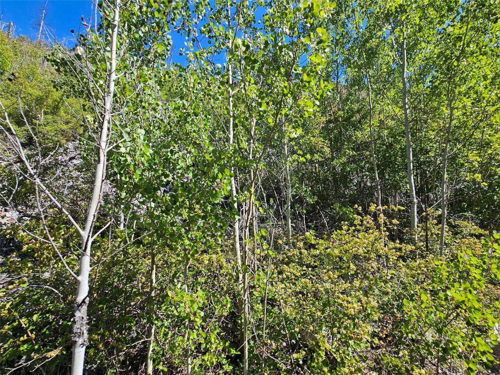 20 Acres of Recreational Land for Sale in Drummond, Montana