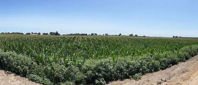 77 Acres of Agricultural Land for Sale in Hanford, California