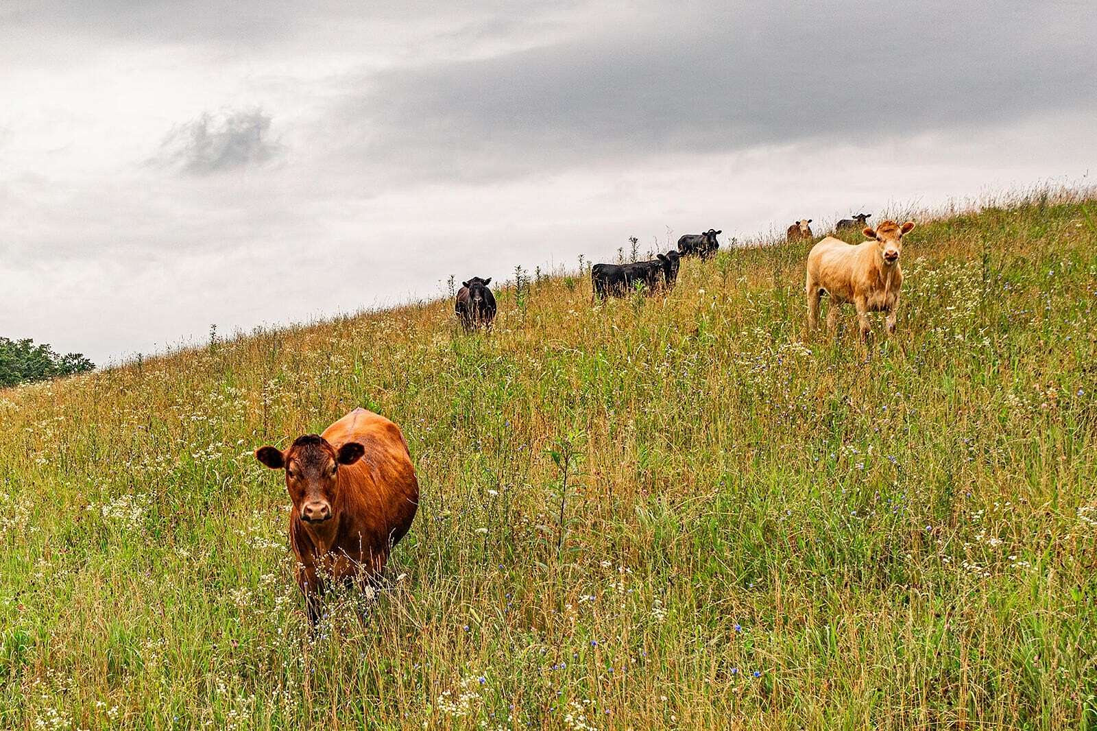 48.5 Acres of Land for Sale in Lawrenceburg, Kentucky