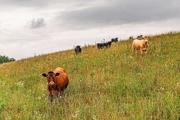 48.5 Acres of Land for Sale in Lawrenceburg, Kentucky