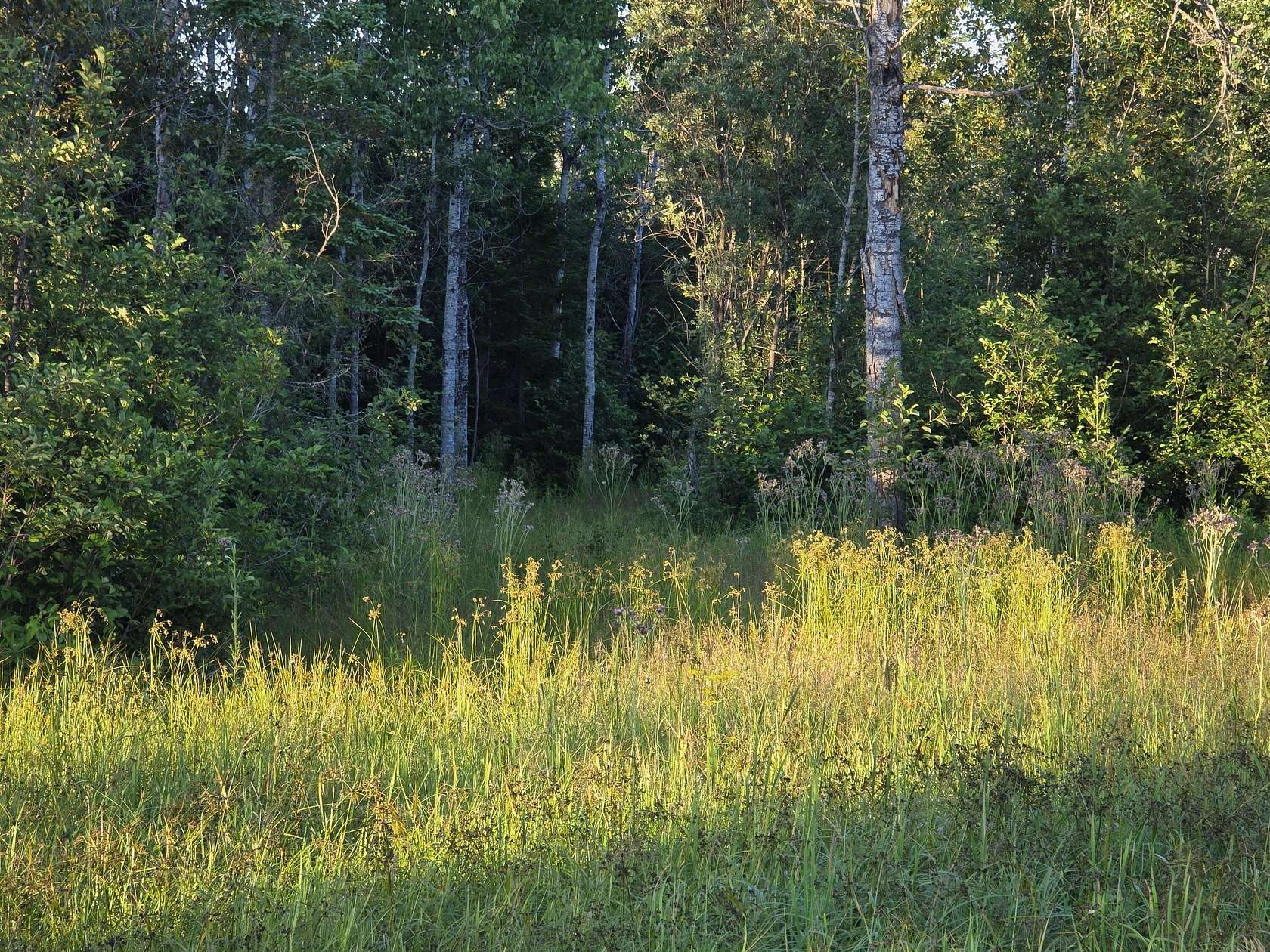 50 Acres of Recreational Land for Sale in Rudyard, Michigan