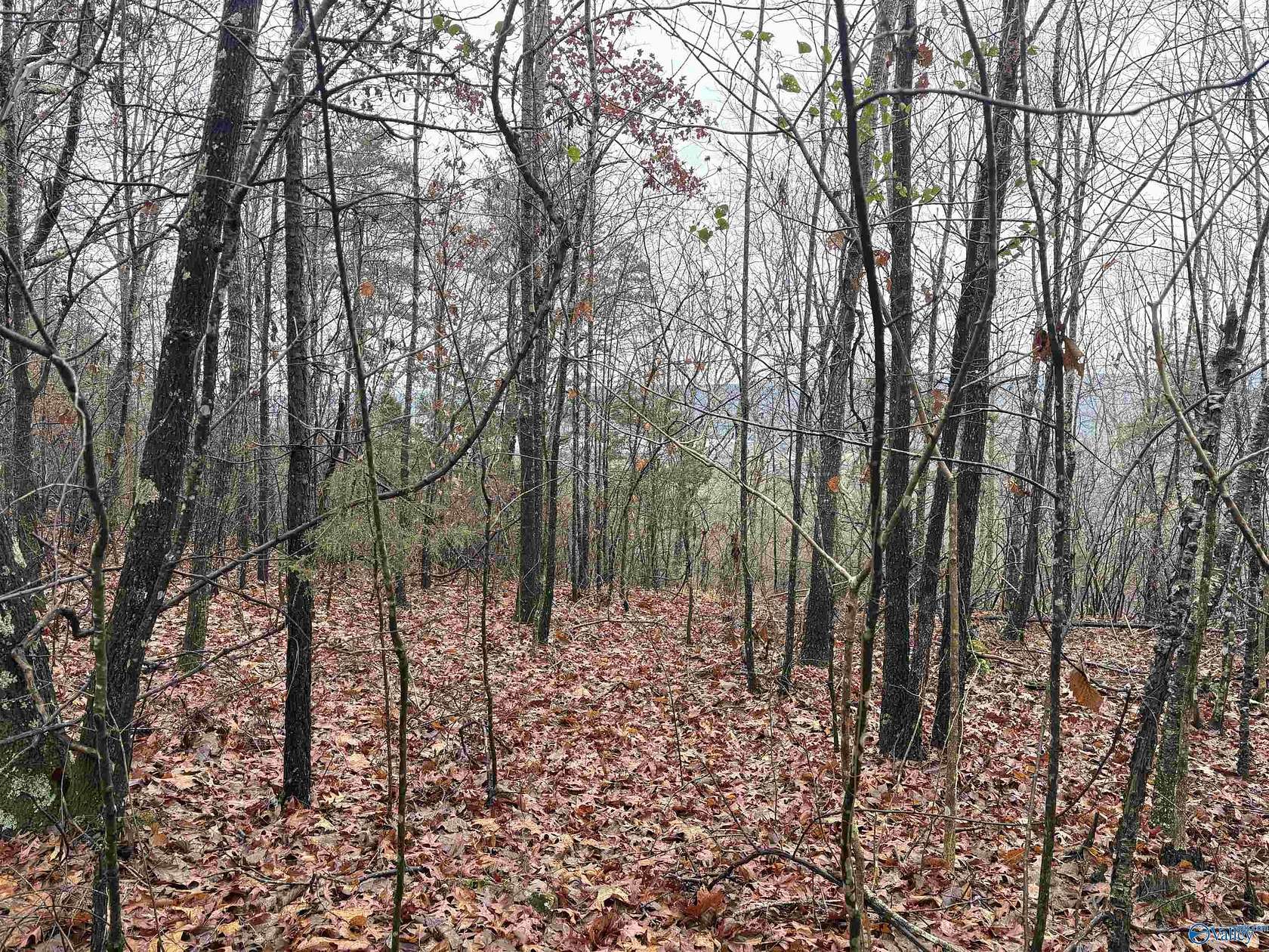 80 Acres of Land for Sale in Scottsboro, Alabama