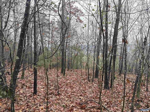 80 Acres of Land for Sale in Scottsboro, Alabama