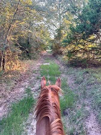 50.8 Acres of Land for Sale in Lone Oak, Texas