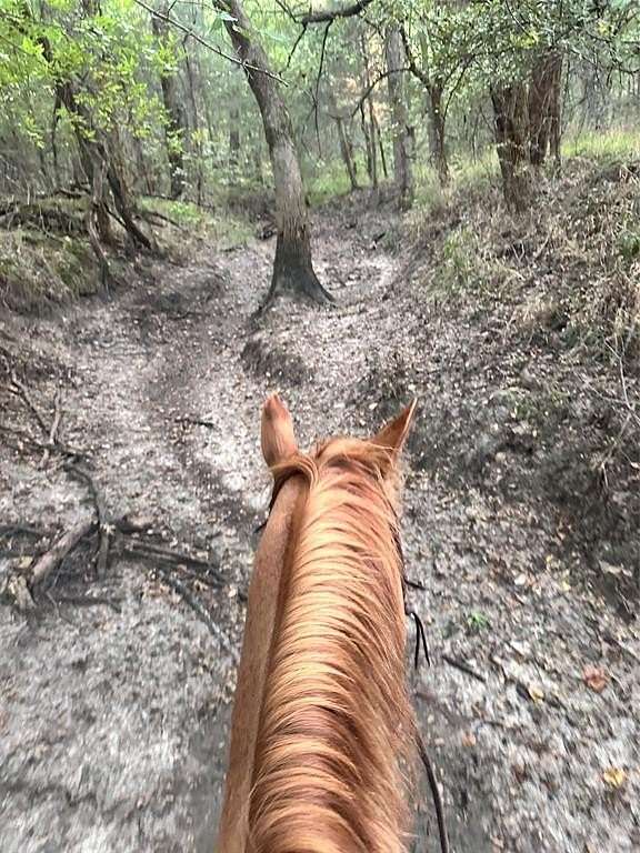 30 Acres of Land for Sale in Lone Oak, Texas