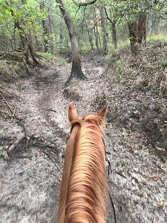 30 Acres of Land for Sale in Lone Oak, Texas