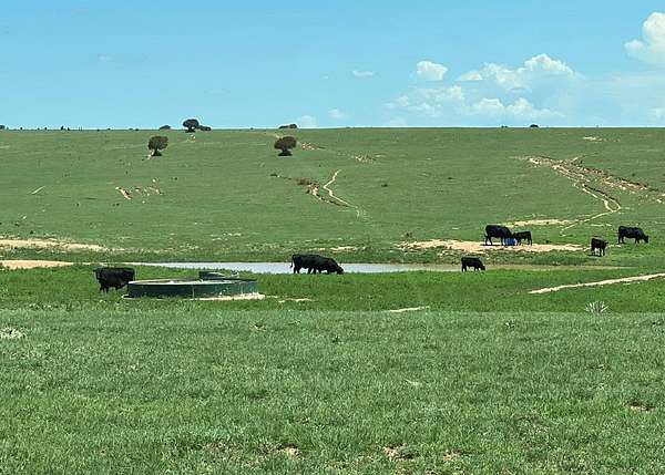 1,639 Acres of Improved Land for Sale in Estancia, New Mexico