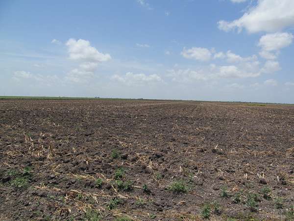 100 Acres of Agricultural Land for Sale in Bishop, Texas