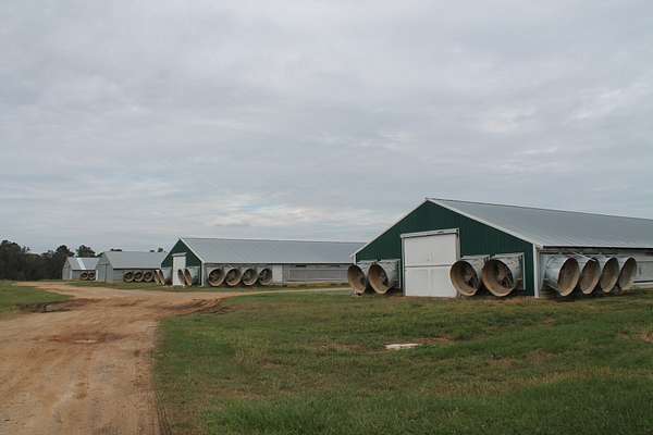 66.9 Acres of Improved Land for Sale in Quitman, Georgia