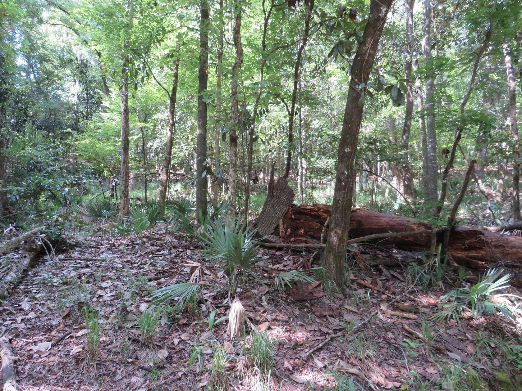 2 Acres of Residential Land for Sale in Havana, Florida