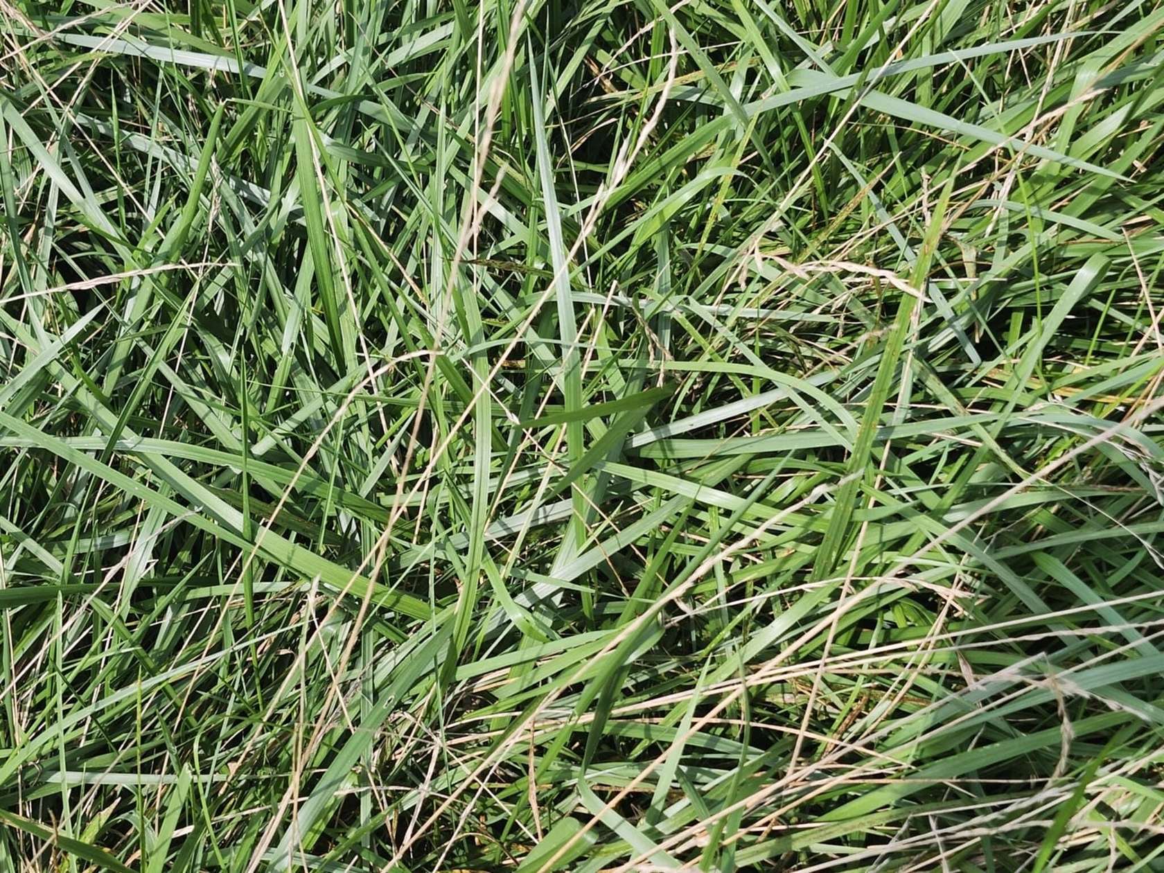 32 Acres of Land for Sale in Norwood, Missouri