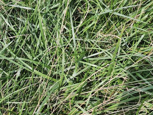 32 Acres of Land for Sale in Norwood, Missouri