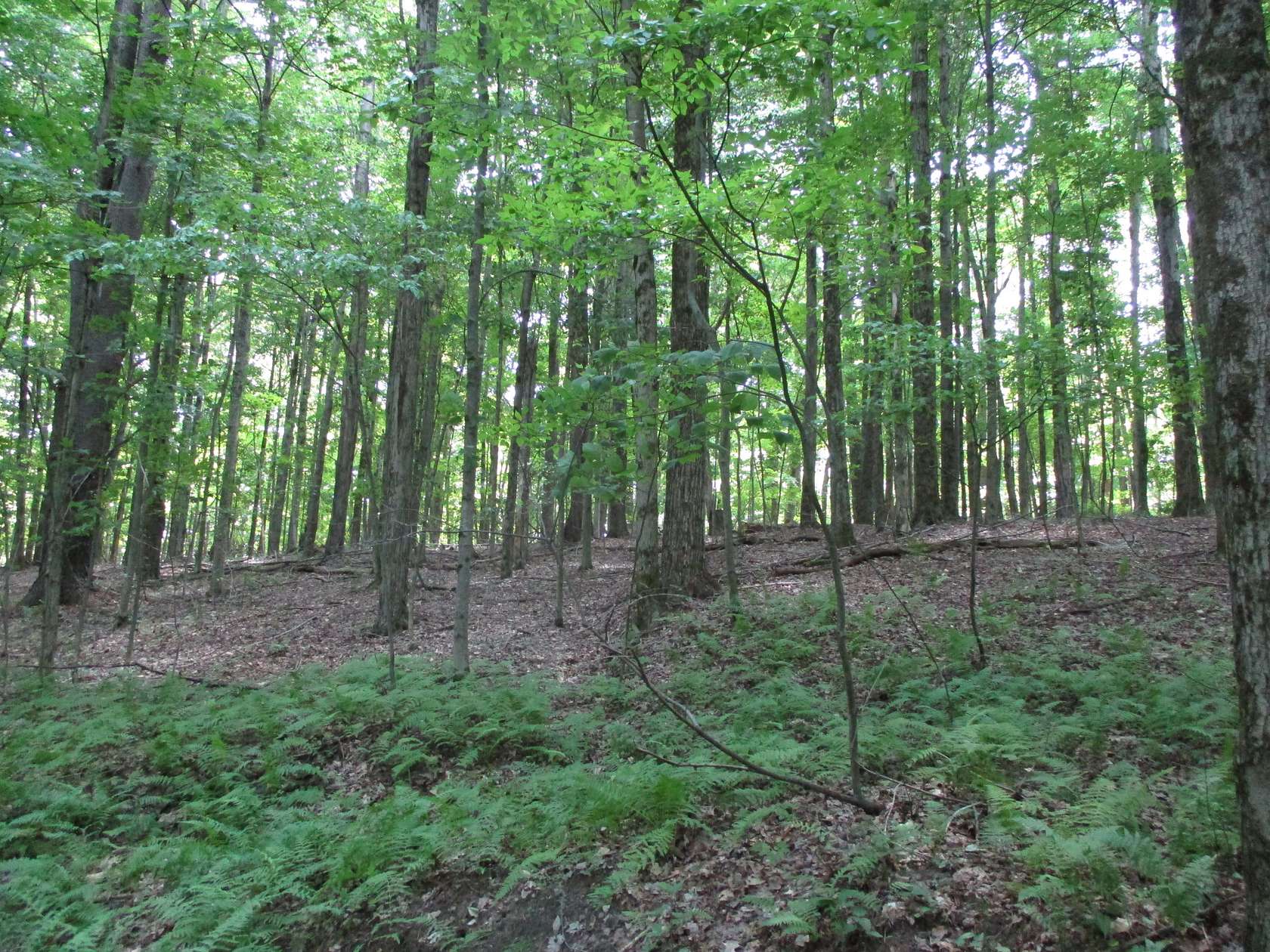 89.5 Acres of Recreational Land for Sale in Scio, New York