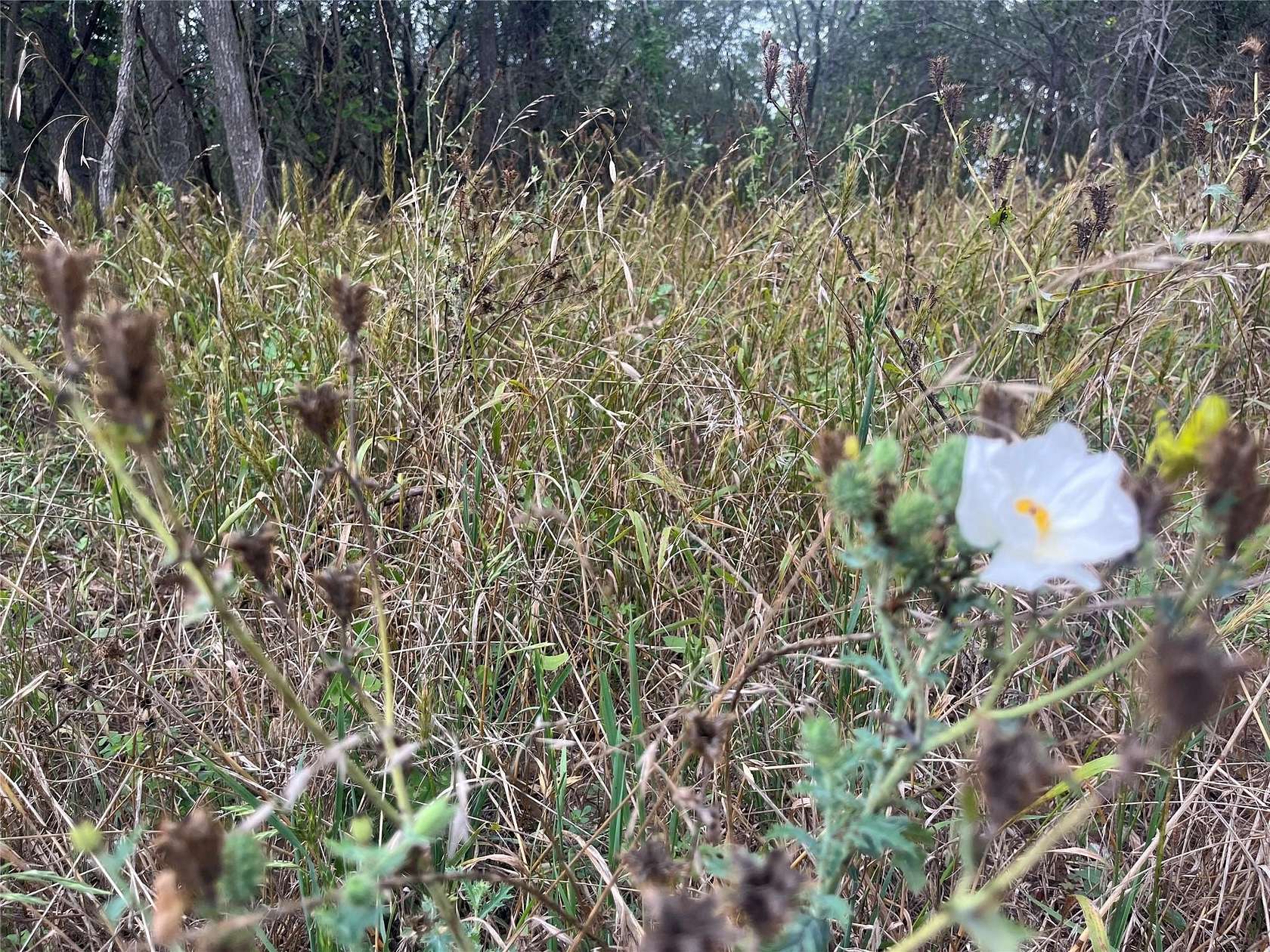 0.3 Acres of Residential Land for Sale in Bastrop, Texas