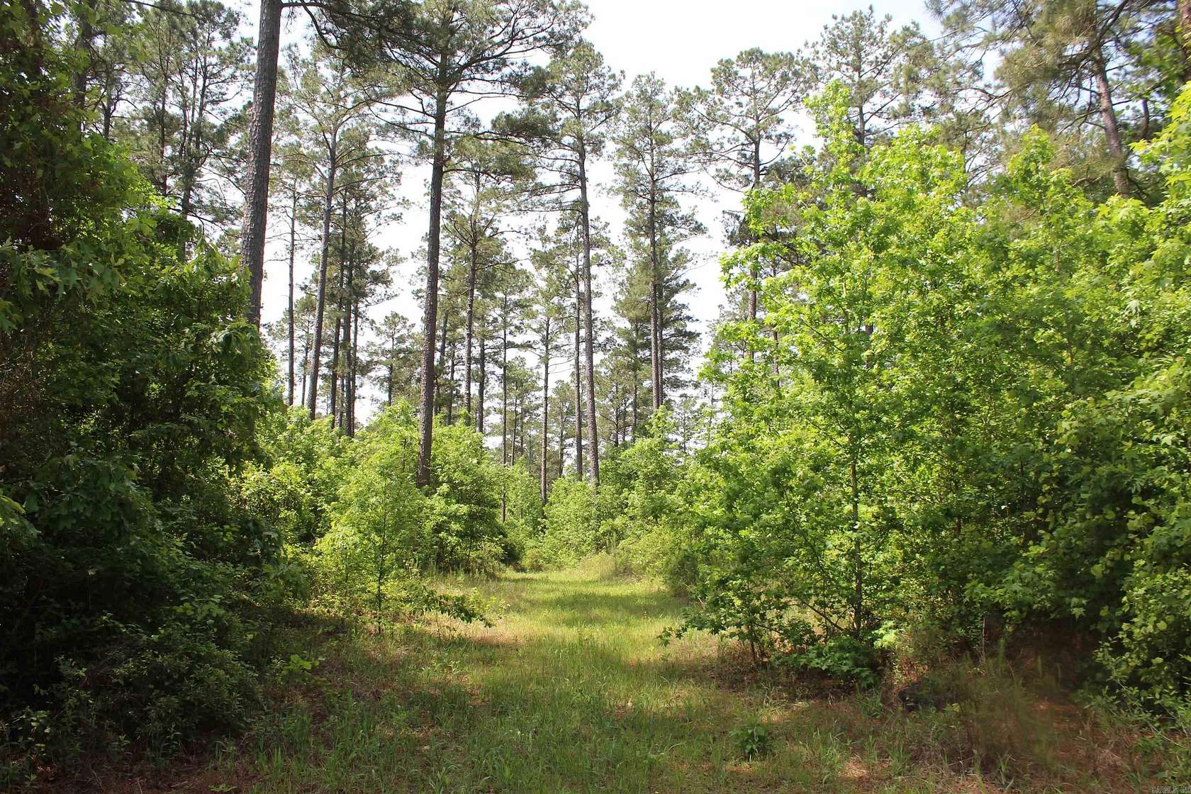 50 Acres of Land for Sale in Rosston, Arkansas